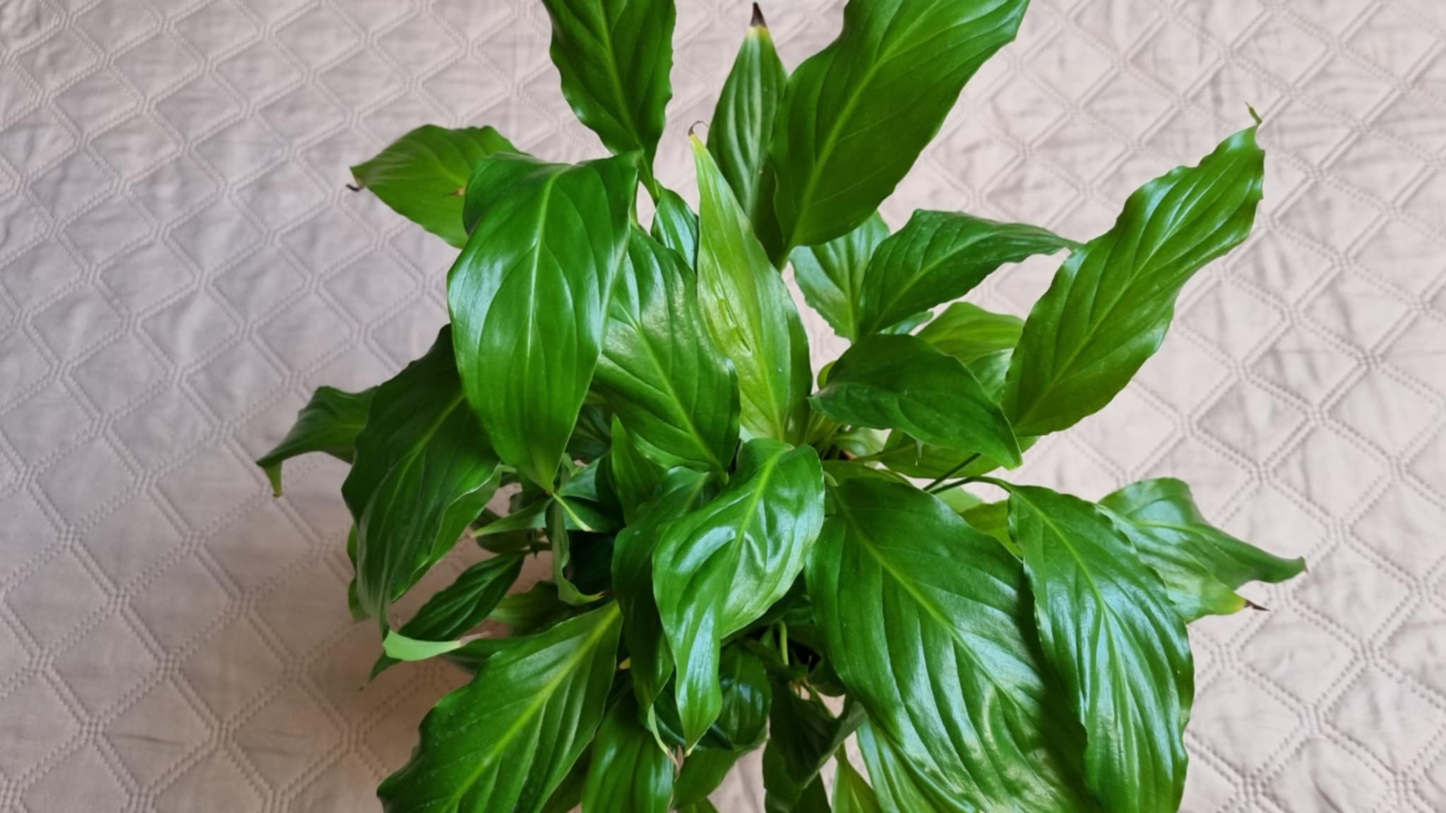 Peace Lily